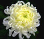 重阳花俗