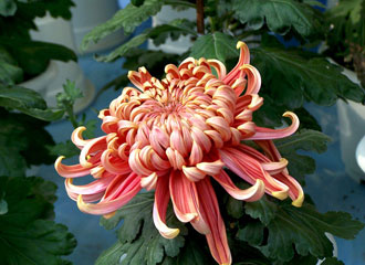 重阳赏菊