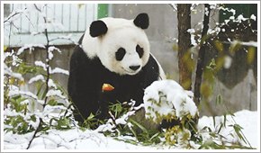 专家称大气环流改变导致暴雪(组图)