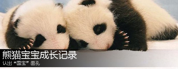 熊猫宝宝成长记录