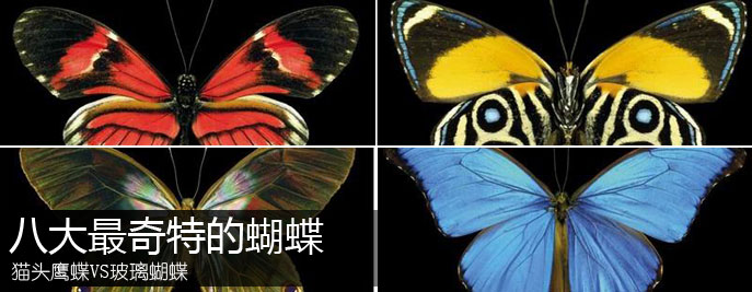 八大最奇特的蝴蝶：猫头鹰蝶VS玻璃蝴蝶(图)