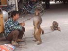 实拍街头耍猴人