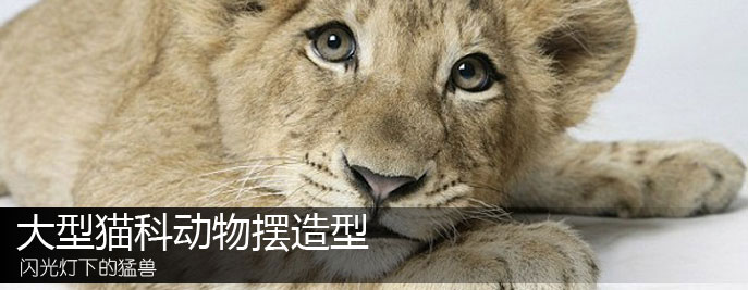 大型猫科动物大摆造型