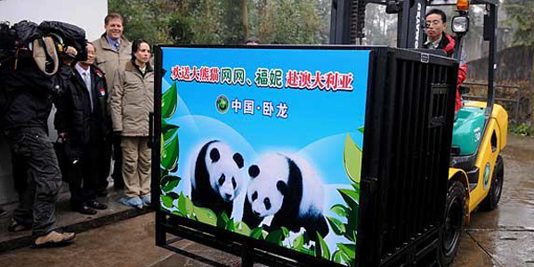 中国大熊猫起程赴澳大利亚旅居