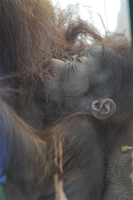 拉特经过半个小时,于11月30日13时轻松产下一个健康的红毛猩猩.