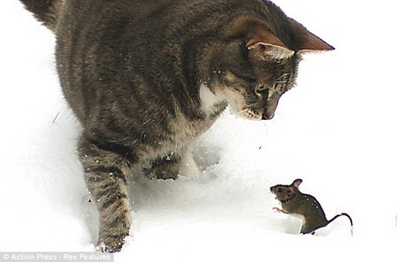 主题:现实版的猫和老鼠