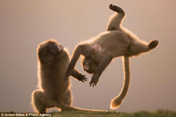 灵长类动物跳跃翻跟斗瞬间