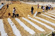 3月14日，贵州省长顺县宂雷村村民正在加紧补种早熟玉米，并利用覆膜技术保持土壤水分。图片来源：新华网 刘续 摄