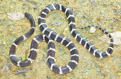 爬友养银环蛇 朋友被咬险丧命