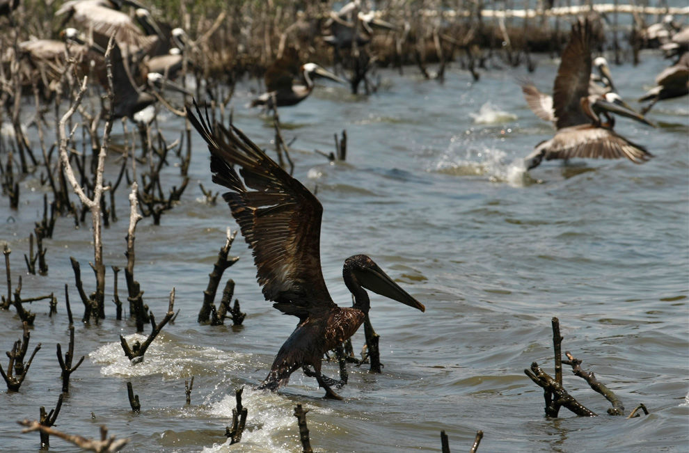 泄漏石油破坏美国海岸生态