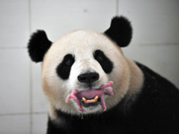 惊喜！卧龙迎来世博年第一只大熊猫宝宝的诞生[高清组图]