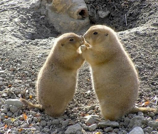 土拨鼠生来就是演员