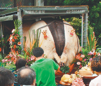 台北新竹千斤神猪大赛(组图)