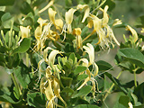 新和县金银花