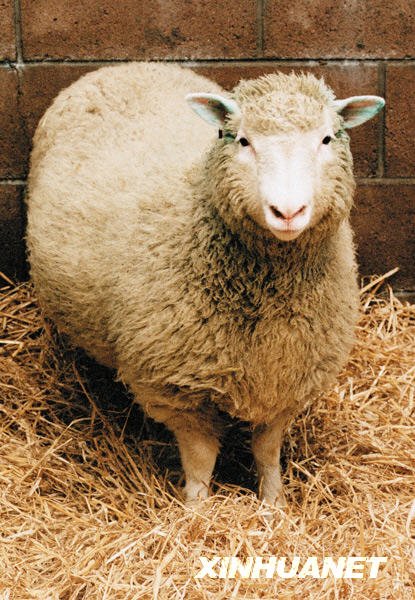 克隆羊“多利”在英“重生” 一只变四只[图]