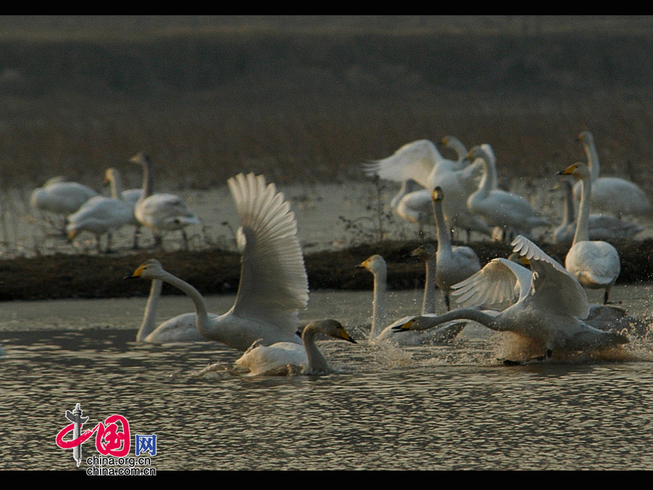 三门峡:黄河湿地的白天鹅