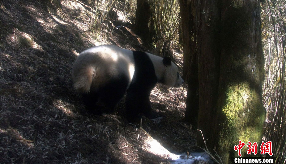 四川冕宁再次拍到野外大熊猫照片