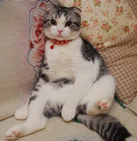 猫咪们最销魂的坐姿