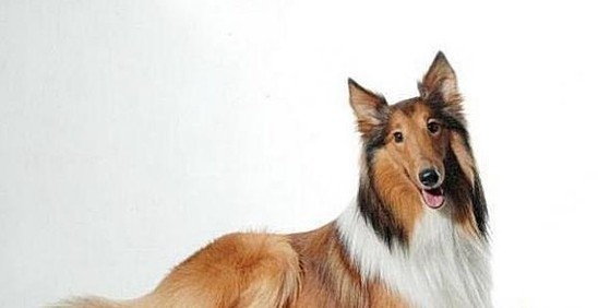 宠物扫盲知识贴 45种常见萌狗狗(组图)_中国网