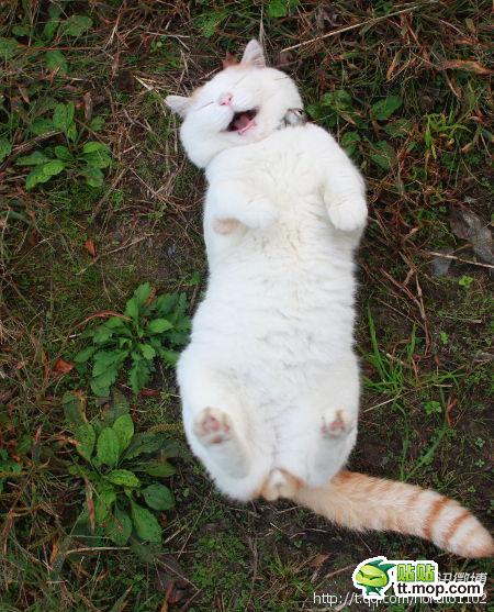 超萌猫叔经典照合辑 萌到爆 爱猫赶紧来围观