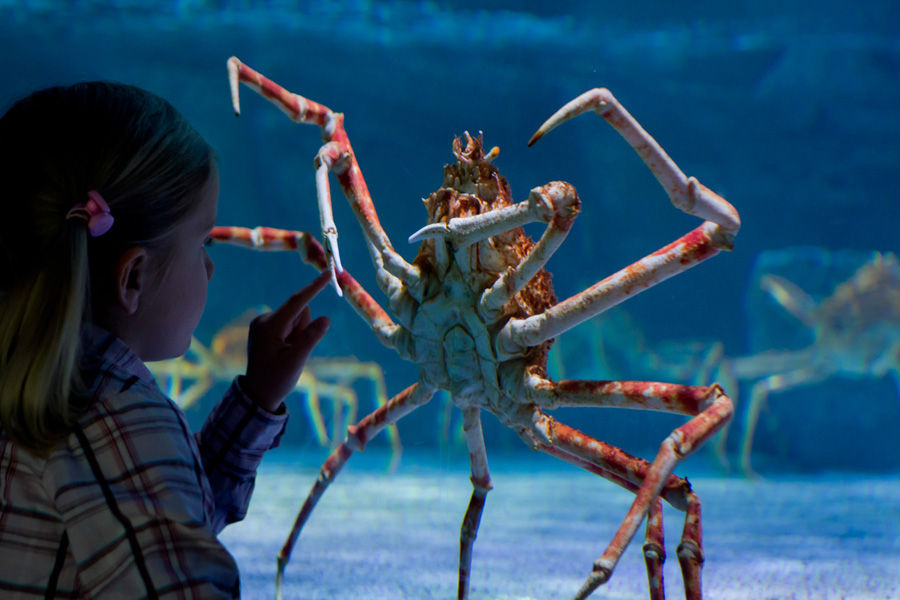 德国北部的一家水族馆,小姑娘正好奇地盯着一只身躯巨大的蜘蛛蟹