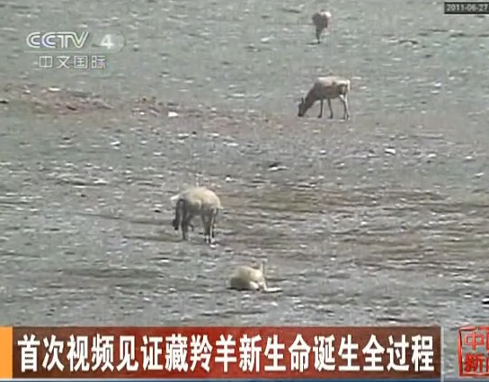 首次视频见证藏羚羊新生命诞生全过程