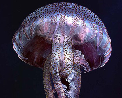 毒刺水母性格图片