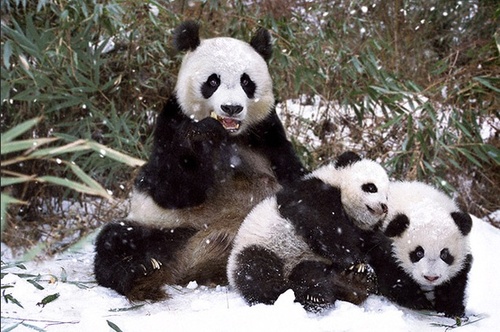 动物家庭超有爱瞬间