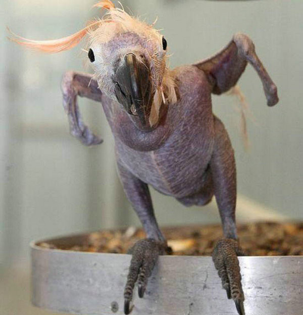 【图】世界上最怪异的"裸体动物"要有多奇怪