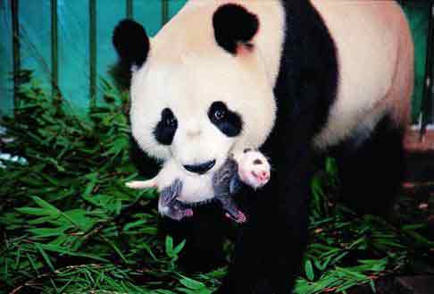 保护大熊猫