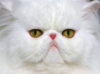 坏情绪乌云 12星座谁的脾气最差?(图)