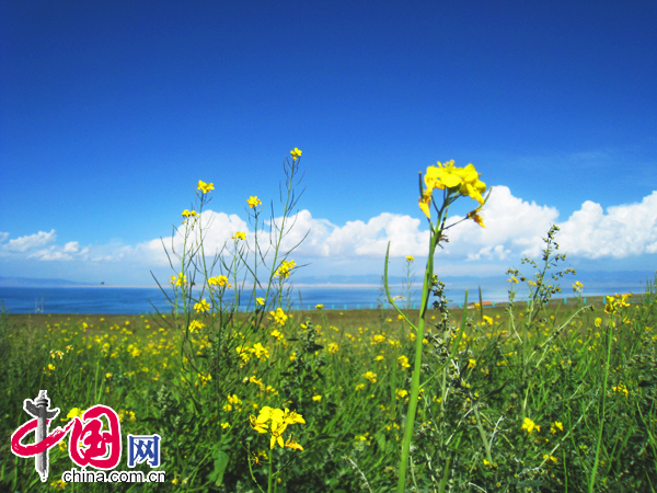 青海金银滩草原景色