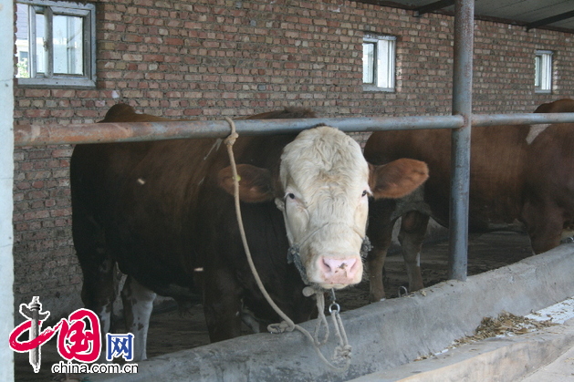 民和縣的李二堡肉牛養殖基地