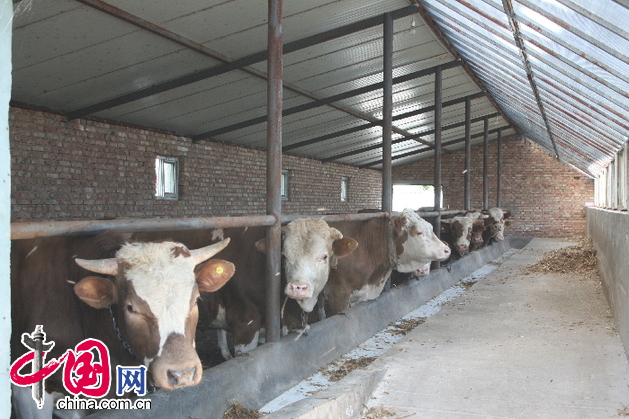 民和县的李二堡肉牛养殖基地