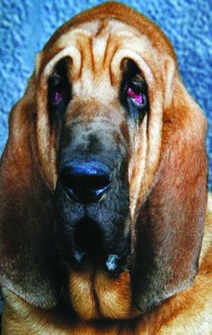 狗面褶皱多生皮肤病 主人给它做拉皮(图)