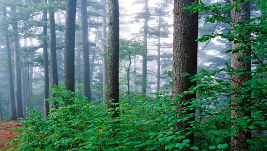 伊春红松原始林