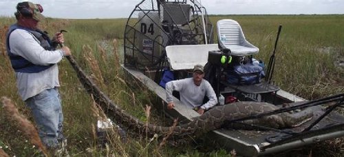 佛罗里达国家公园的工作人员捕获一条长16英尺（约4.8米）的巨型蟒蛇