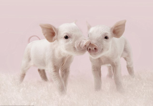 "演技派"小猪爱拍照(组图)