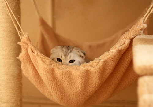 猫用品之猫床的选择很重要