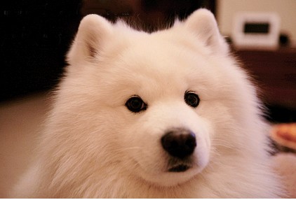 双眼皮会微笑的可爱宠物狗萨摩