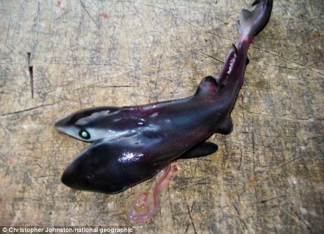 印度洋惊现连体双头鲨