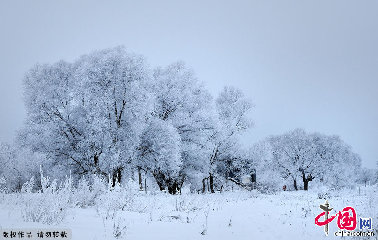 浓密的雾松挂在树枝上，仿佛给柳枝穿上了一层银白色的新装。中国网图片库天高摄影