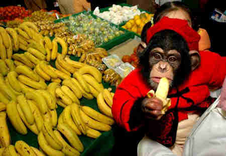 超級可愛 黑猩猩超市辦年貨（資料圖）