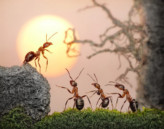 微距镜头在自然状态下拍摄 蚂蚁王国微距生活