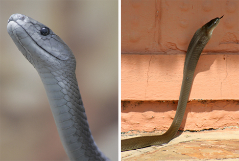 十大生命力最强的动物(图)