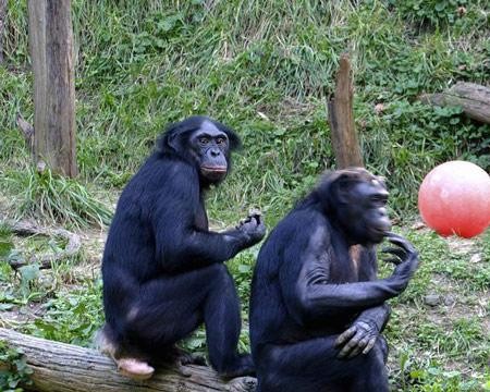 九大动物同性恋行为:猩猩比人观念开放(组图)_