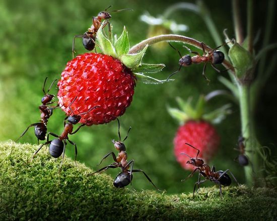 摄影师搭建梦幻舞台 拍下蚂蚁有趣生活画面