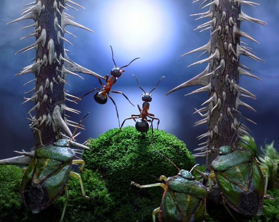摄影师搭建梦幻舞台 拍下蚂蚁有趣生活画面