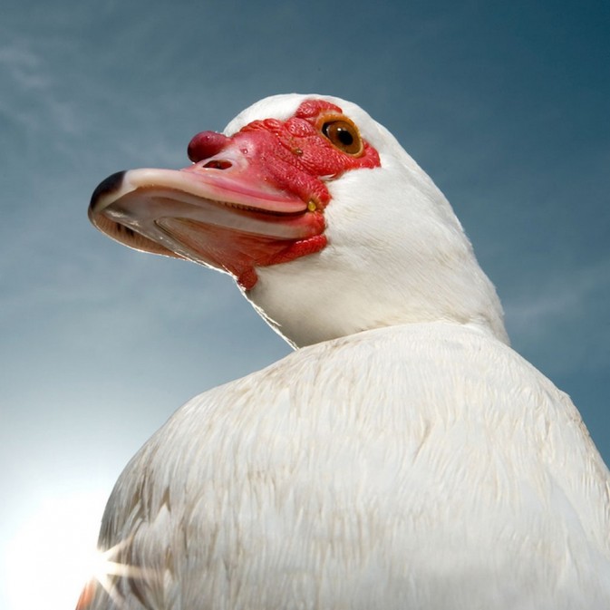 公鸡和马猜成语_公鸡和母鸡图片(3)