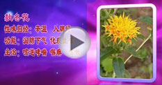 嬌艷花朵也有養生功效